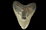 Bargain, Fossil Megalodon Tooth - North Carolina #119405-1